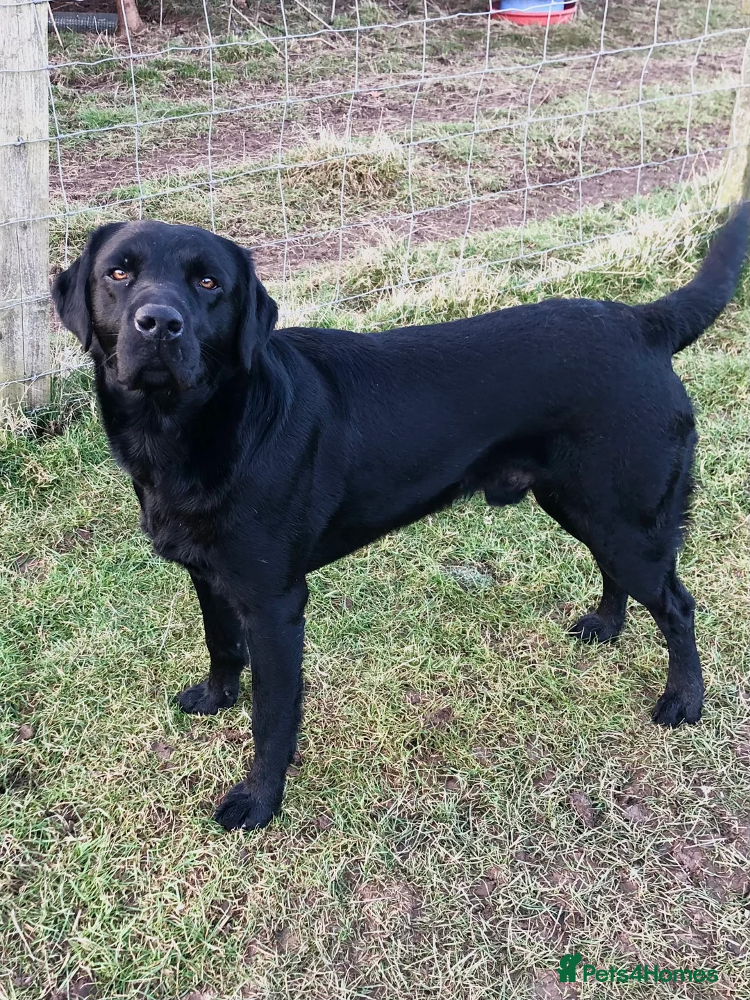 Labrador Retriever dogs for stud: stunning Labrador 0/0 hips 0/0 elbows  - Advert 4