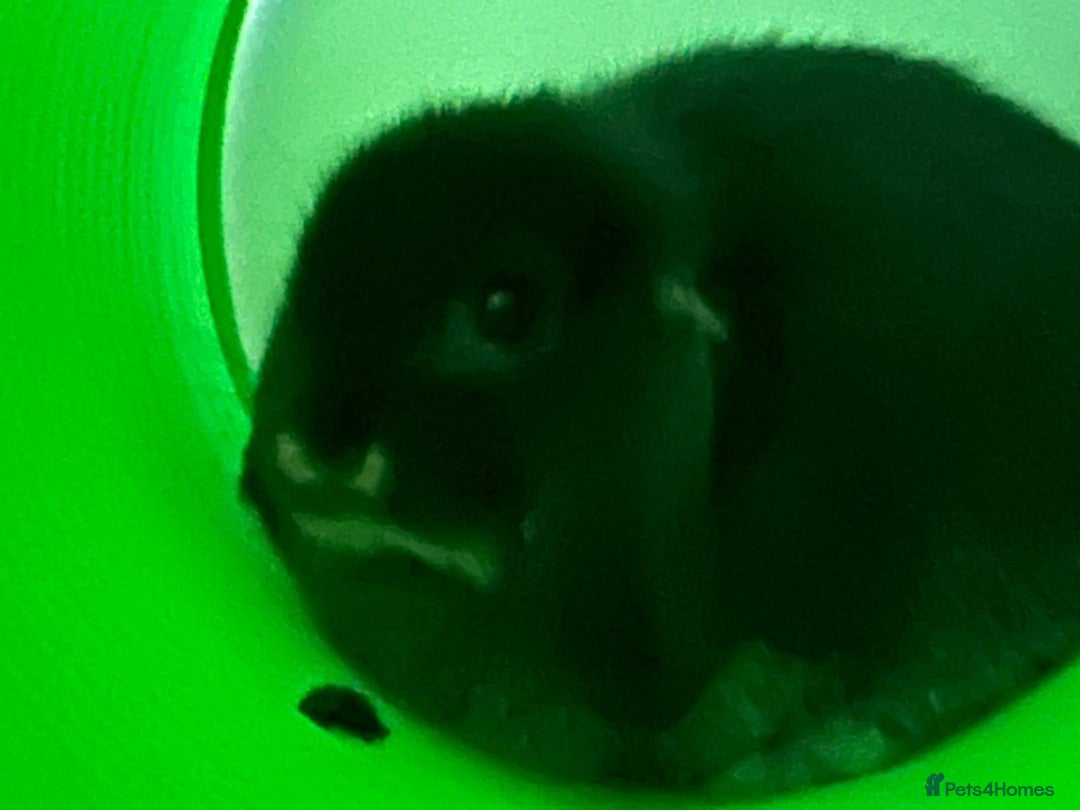 Mini Lop rabbits for sale: Bonded pair mini lop rabbits  - Image 2