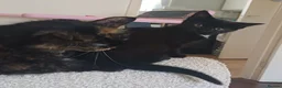 Mixed Breed cats for sale: Kitten girl  - Advert 6