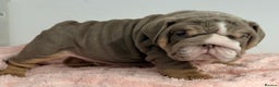 English Bulldog dogs for sale: *Stunning* KC English bulldog puppies ready 20/12 - Advert 18