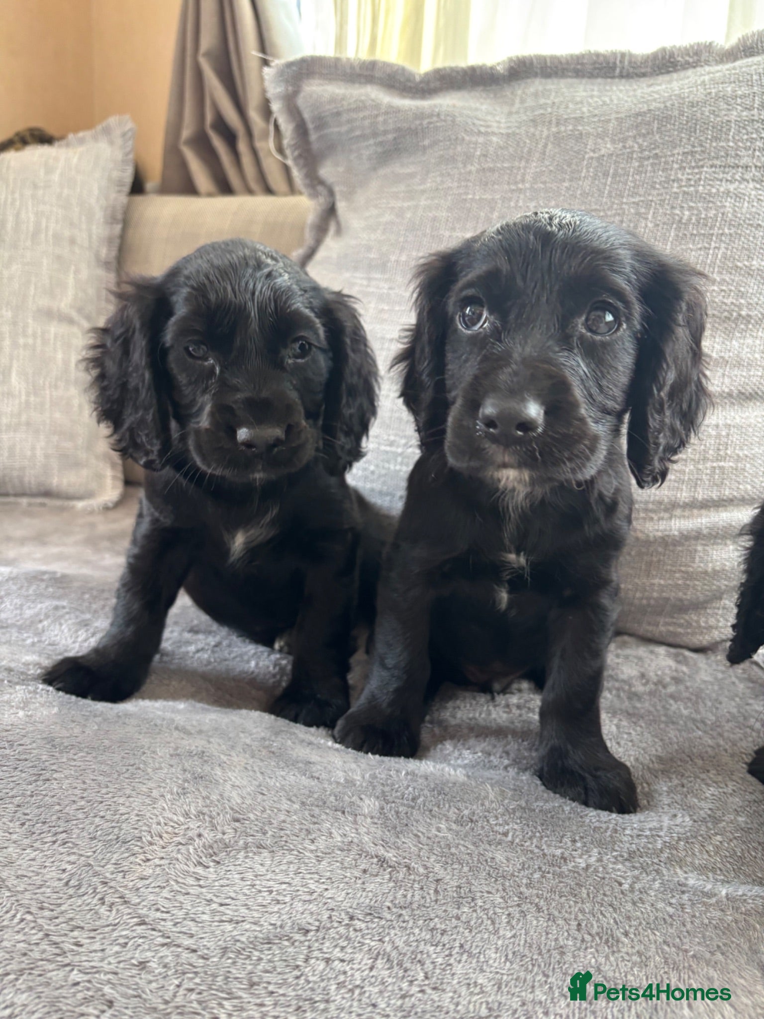 Sprocker dogs 🩵6 sprocker puppies 💜 - Advert 2
