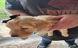 Mixed Breed dogs for sale: Beautiful Sproodle puppies stunning  - Image 22