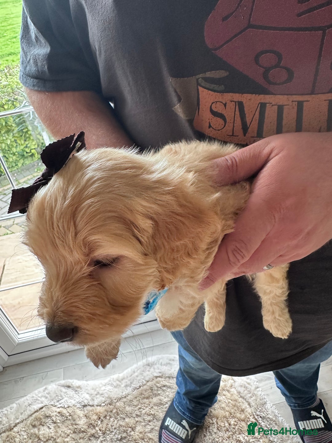 Mixed Breed dogs for sale: Beautiful Sproodle puppies stunning  - Image 22