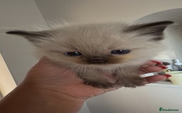 Ragdoll cats for sale: Stunning Ragdoll kittens ready for forever home - Image 9