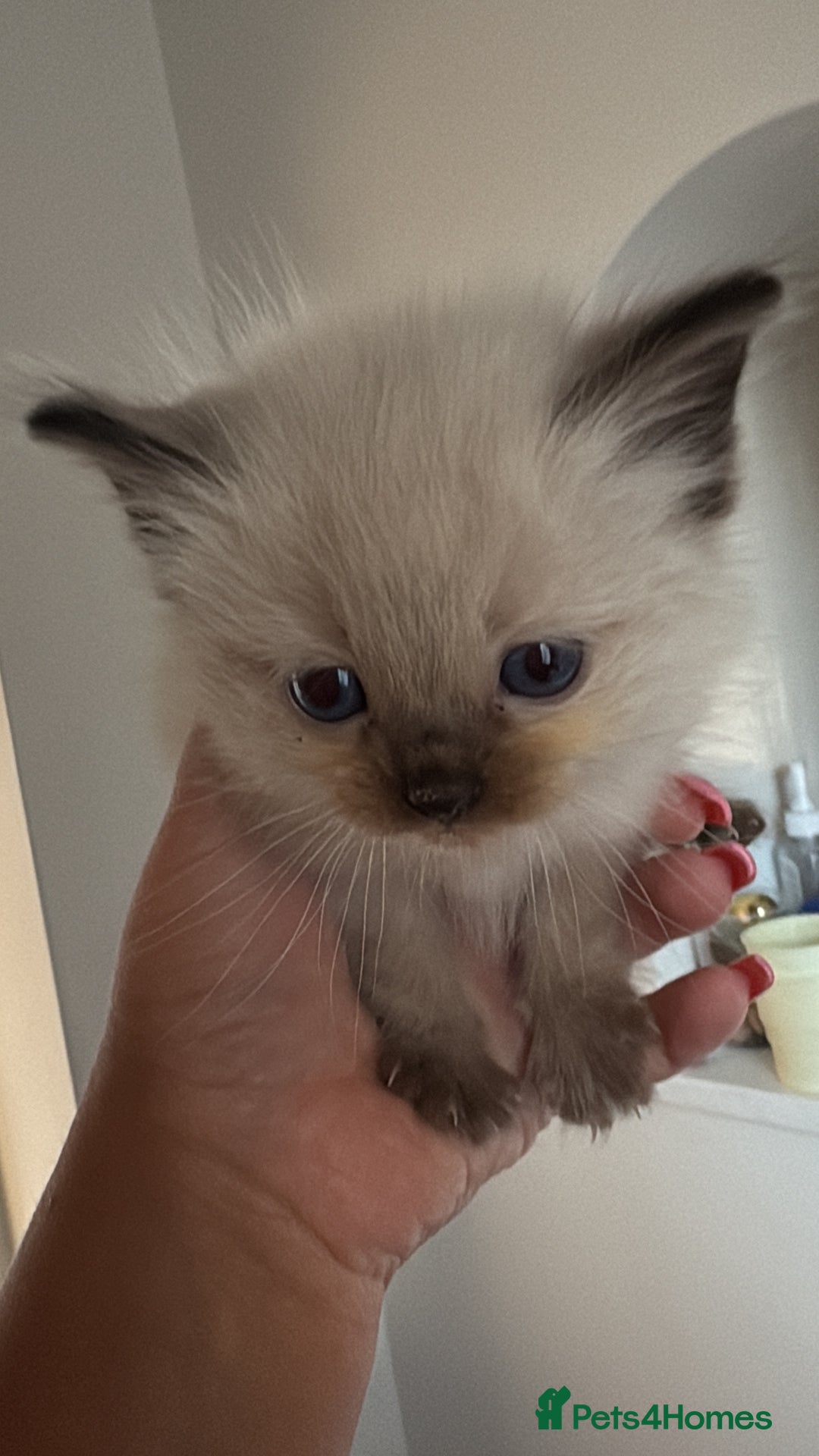 Ragdoll cats for sale: Stunning Ragdoll kittens ready for forever home - Image 9