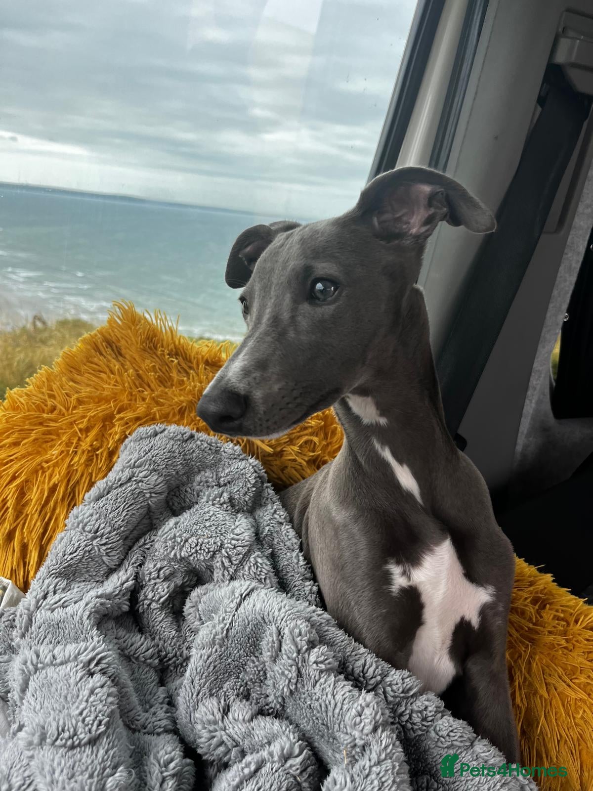 Whippet dogs Pedigree boy whippet  - Advert 1