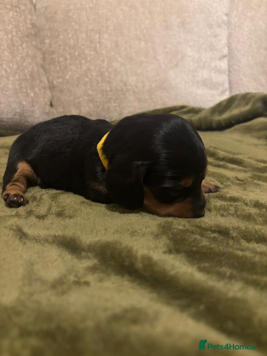 Miniature Dachshund dogs for sale: Miniature dashund puppies  - Advert 7