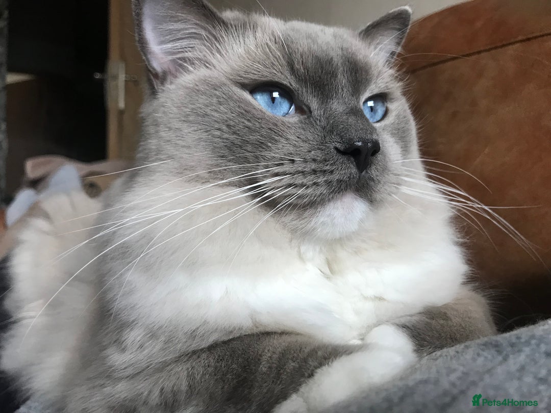 Ragdoll cats for stud: GCCF & TICA registered stud, champion bloodline    in London - Image 11