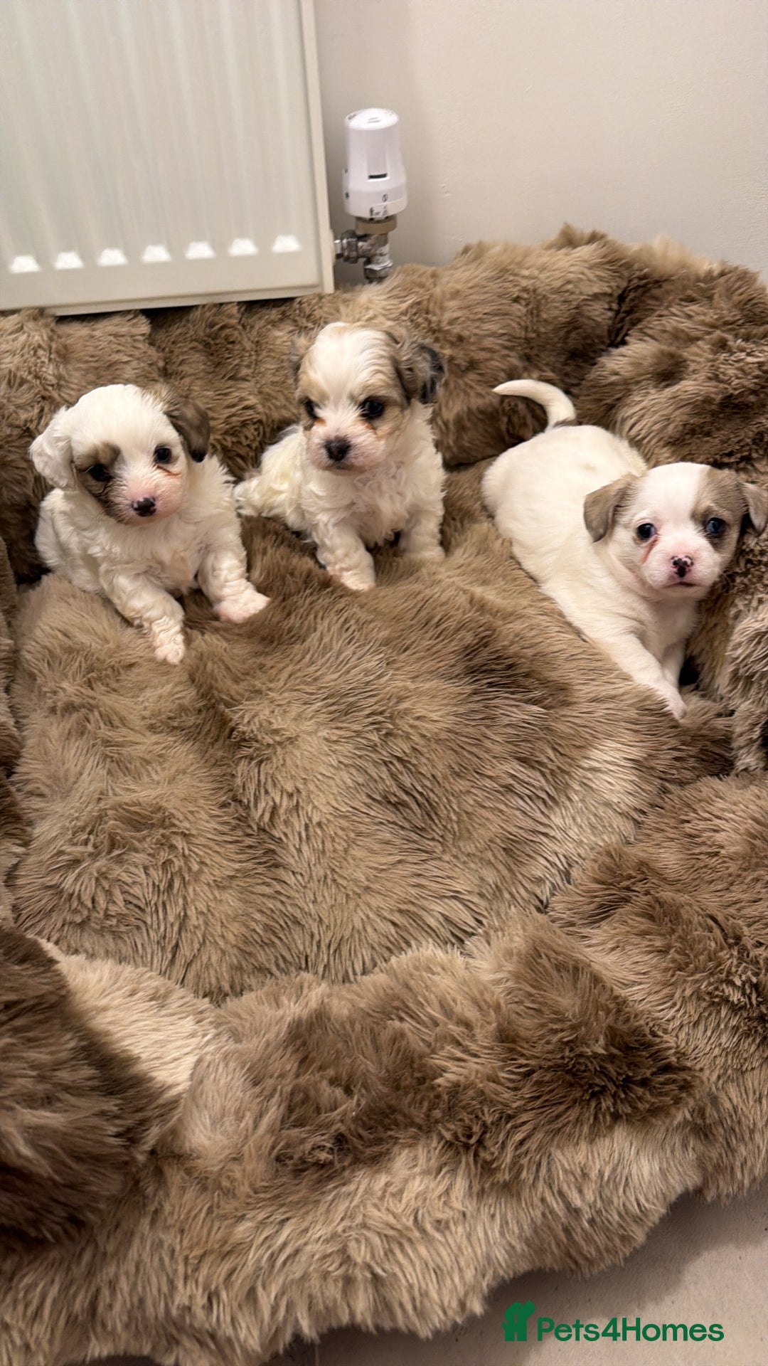 Poochon dogs for sale: Poochon puppies  - Advert 5