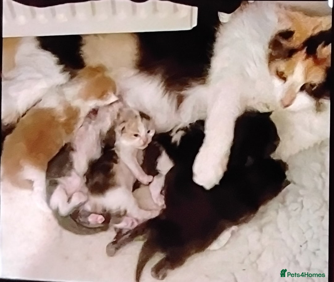 Maine Coon cats for sale: Tica registered maincoon kittens  - Advert 3