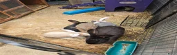 Continental Giant rabbits for sale: Stunning pure continental giants  - Advert 6
