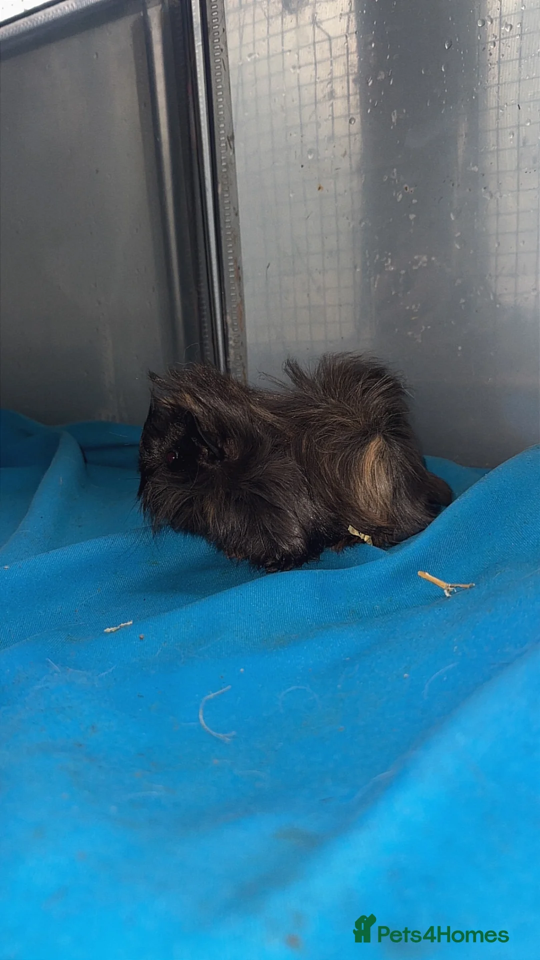 Guinea Pig rodents for sale: Guniea pigs  - Advert 30