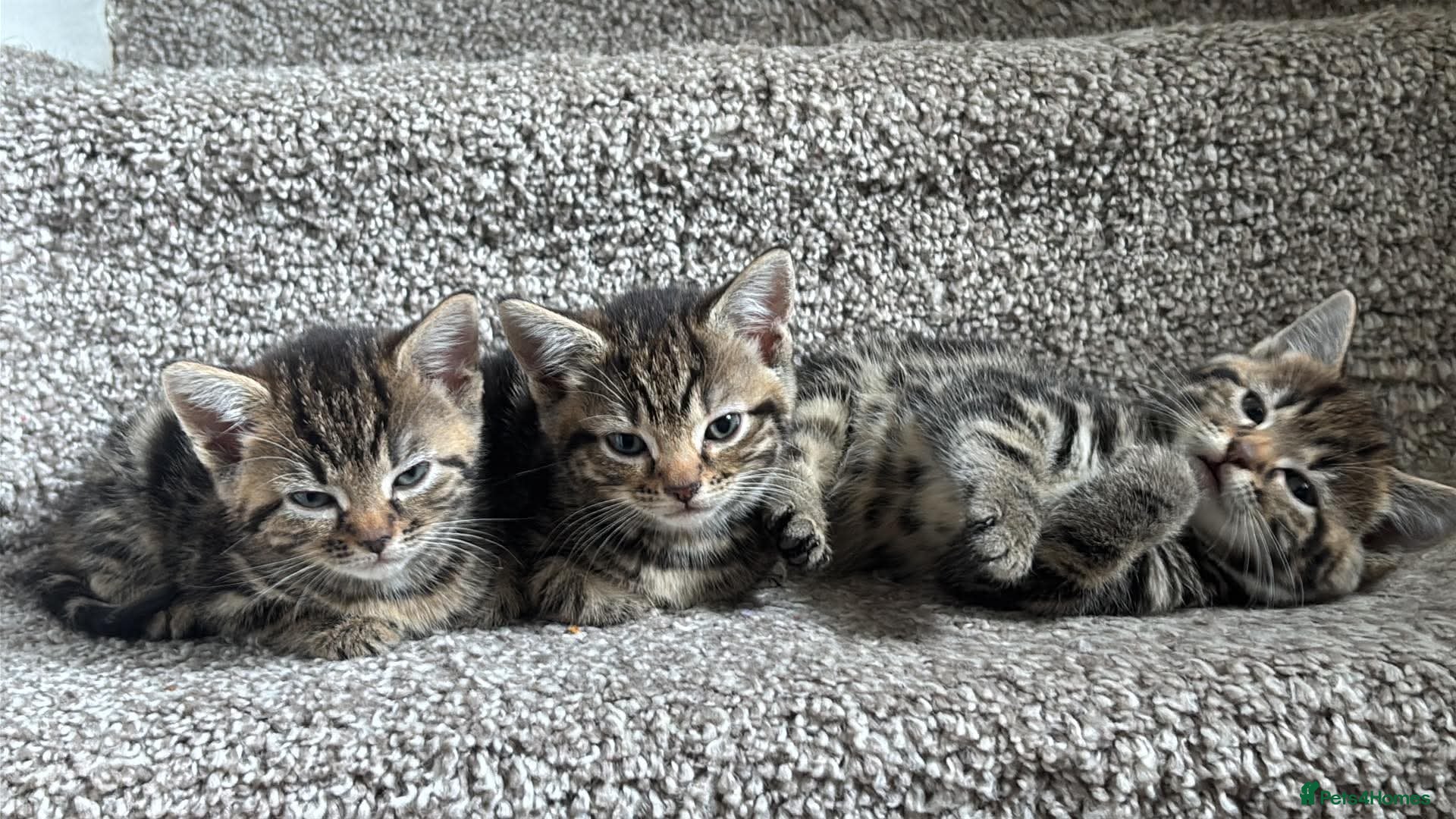 Mixed Breed cats 2 beautiful female kittens - Advert 16
