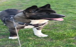 Akita dogs for sale: 11 month female akita. Very big boned - Image 2