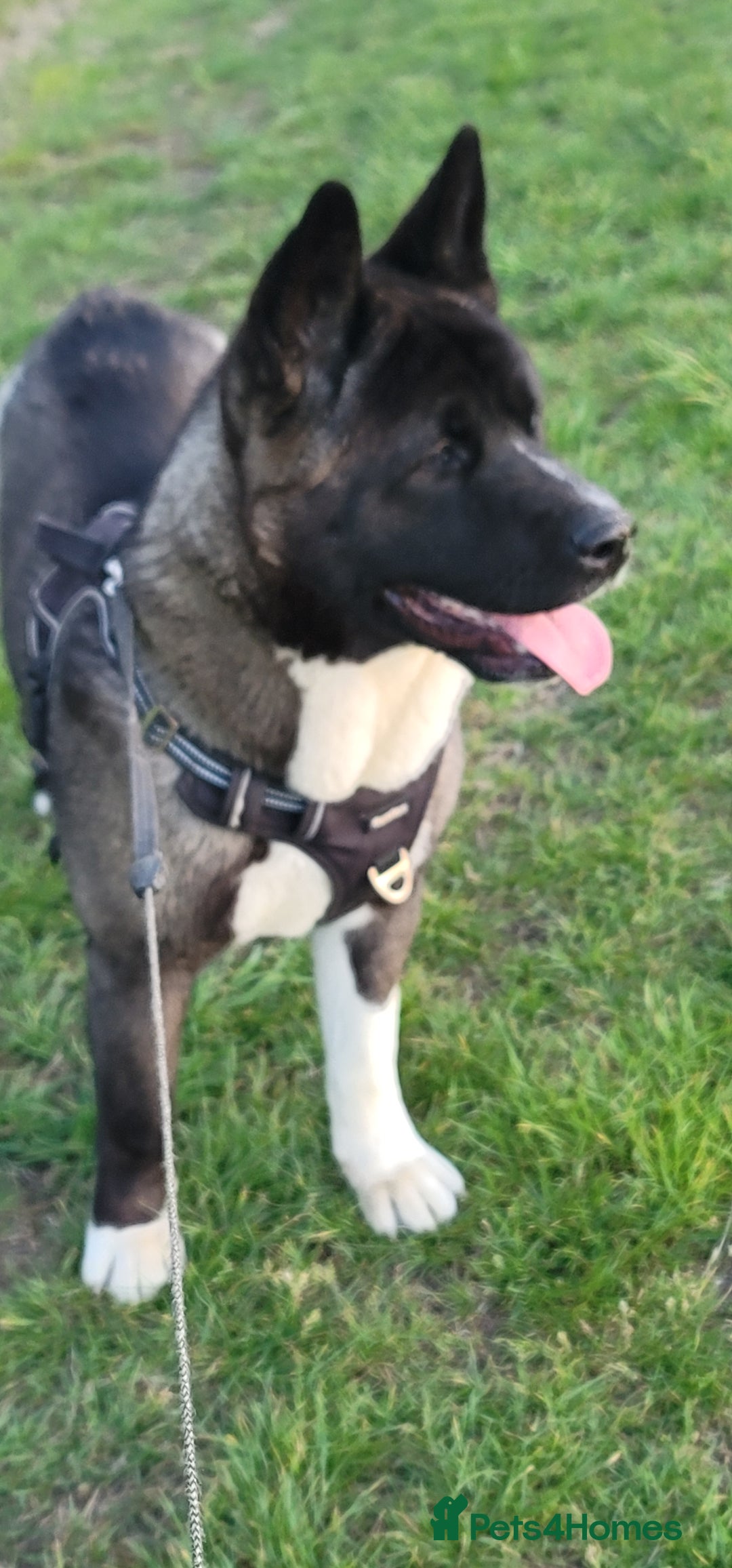 Akita dogs for sale: 11 month female akita. Very big boned - Image 2