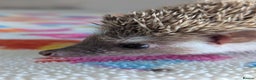 Pygmy Hedgehog rodents for sale: Last 2 Hoglets Remaining!! READY AND REDUCED!!! - Advert 9