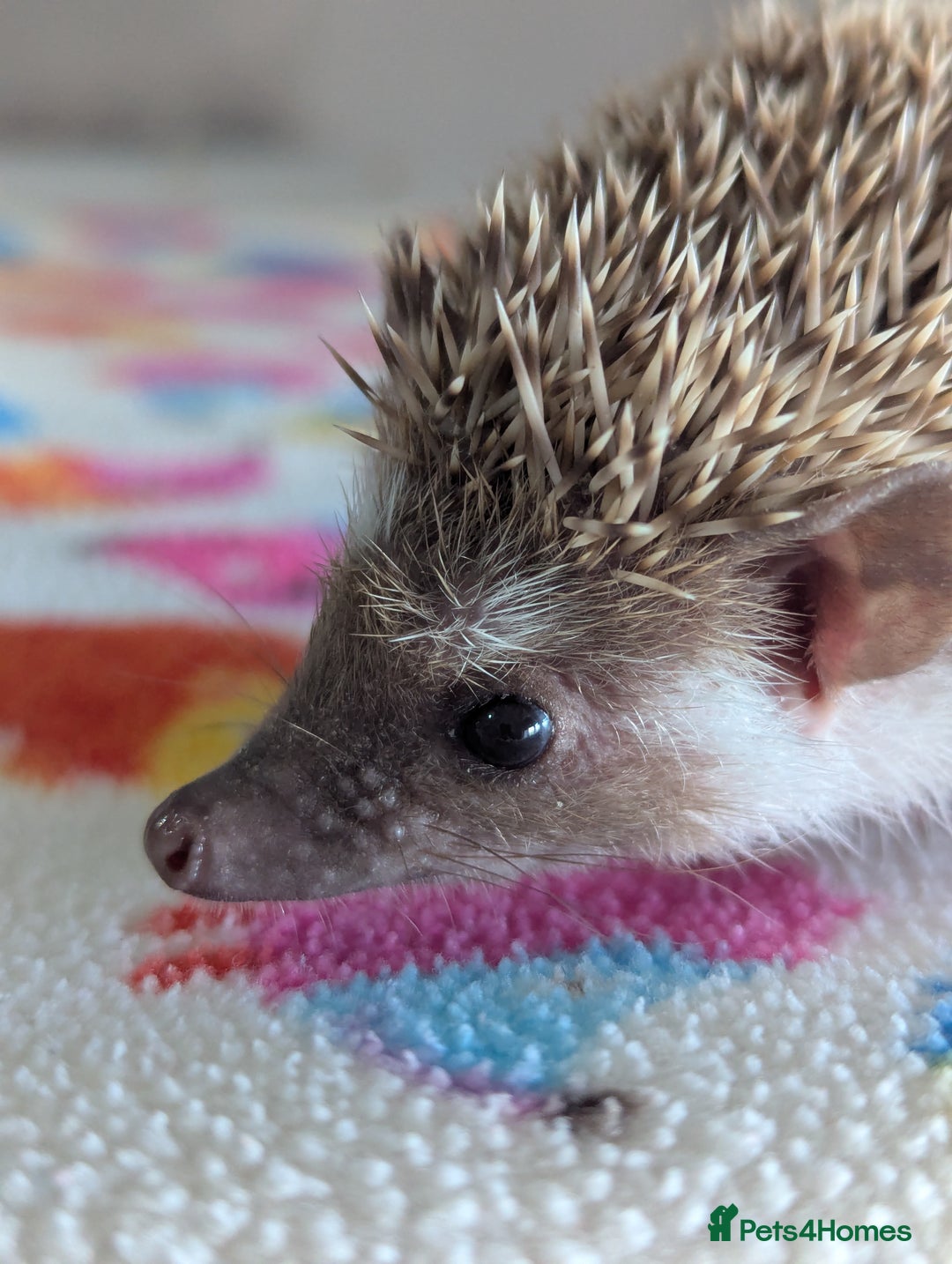 Pygmy Hedgehog rodents for sale: Last 2 Hoglets Remaining!! READY AND REDUCED!!! - Advert 9
