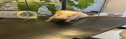 Rat rodents for sale: 4 albino fancy rats in Barnstaple - Advert 6