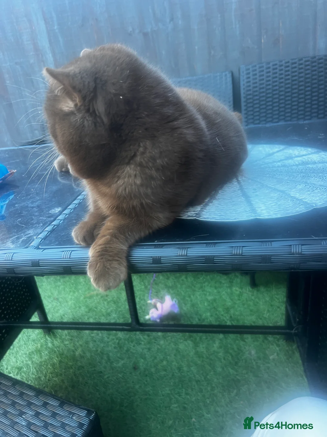 British Shorthair cats for sale:  Chocolate British Shorthair Made- GCCF Active - Advert 7