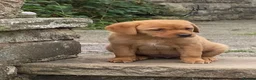 Labrador Retriever dogs for sale: Labrador puppies - Advert 4