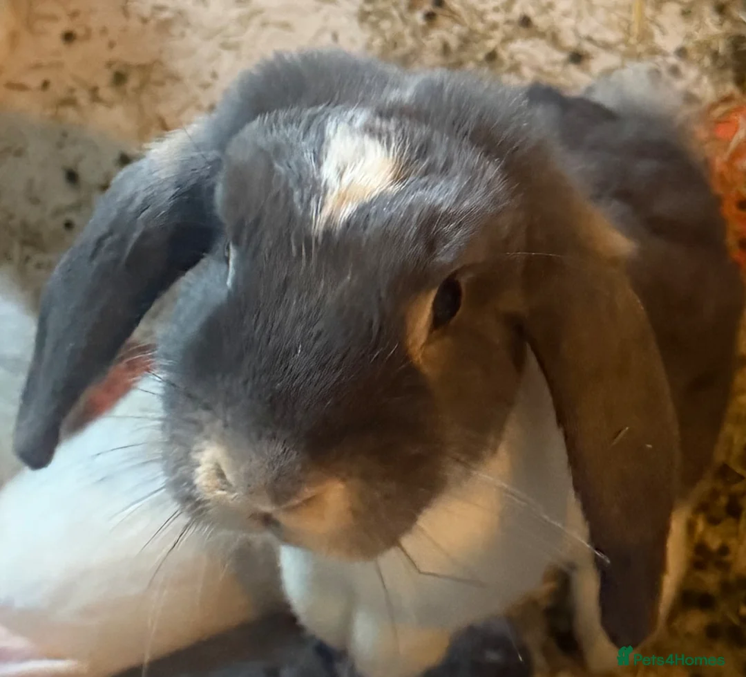 Mini Lop rabbits for sale: Mother and daughter mini lops  - Advert 2