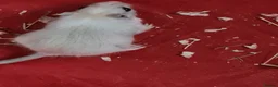 Gerbil rodents for sale: 2 X MALE GERBILS WITH CAGE AND 3 X MALE GERBILS - Advert 6