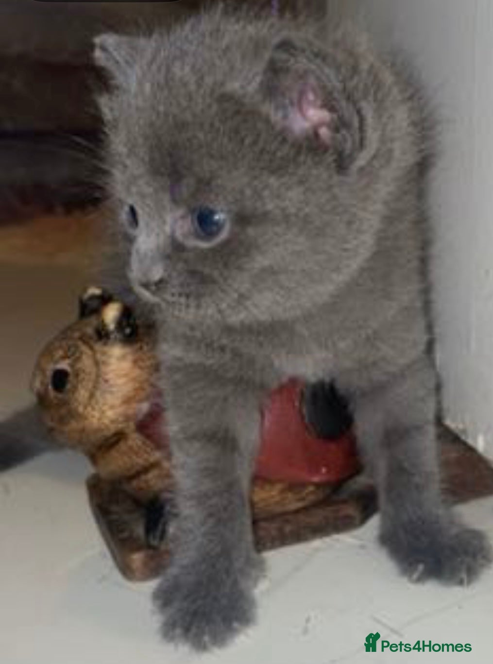 Russian Blue cats for sale: Blue Russian kittens - Advert 20