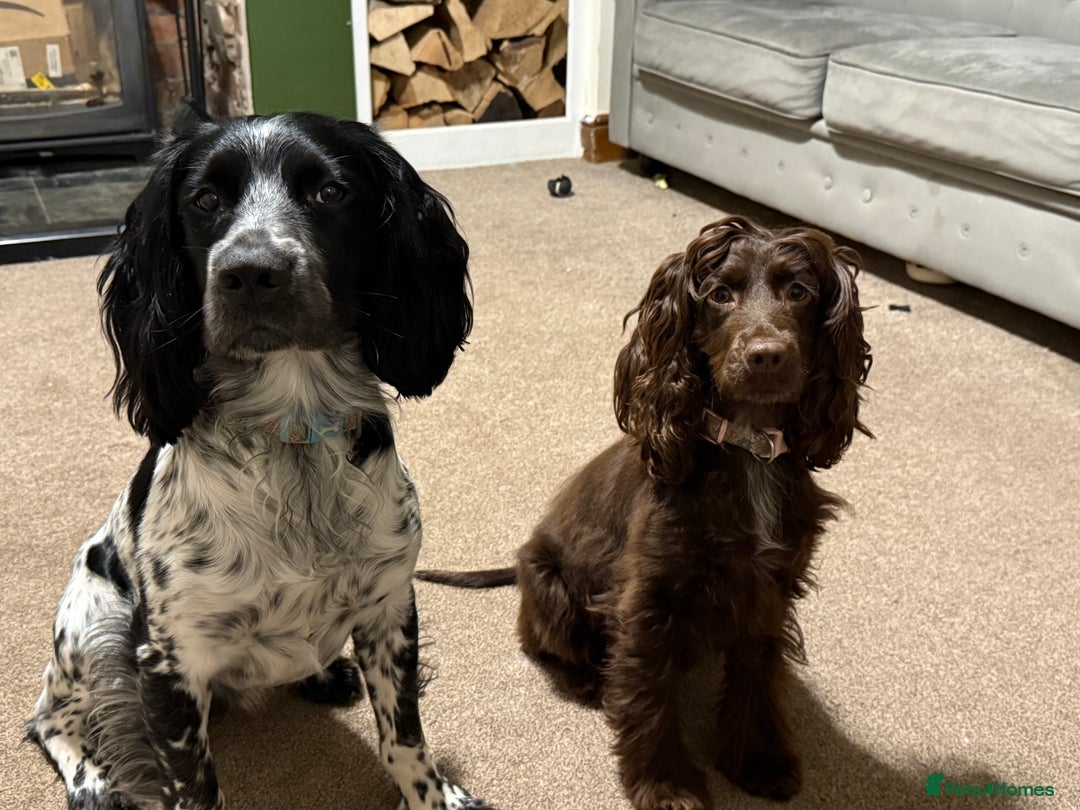 Sprocker dogs for sale: The Best of Both Worlds: Laid-Back & Brainy  - Advert 3