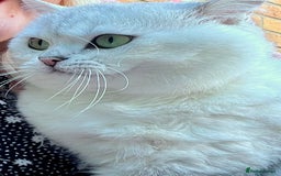 British Shorthair cats for sale: READY NOW ‼️🏆CHAMPIONS Bloodline BSH GCCF. - Image 22