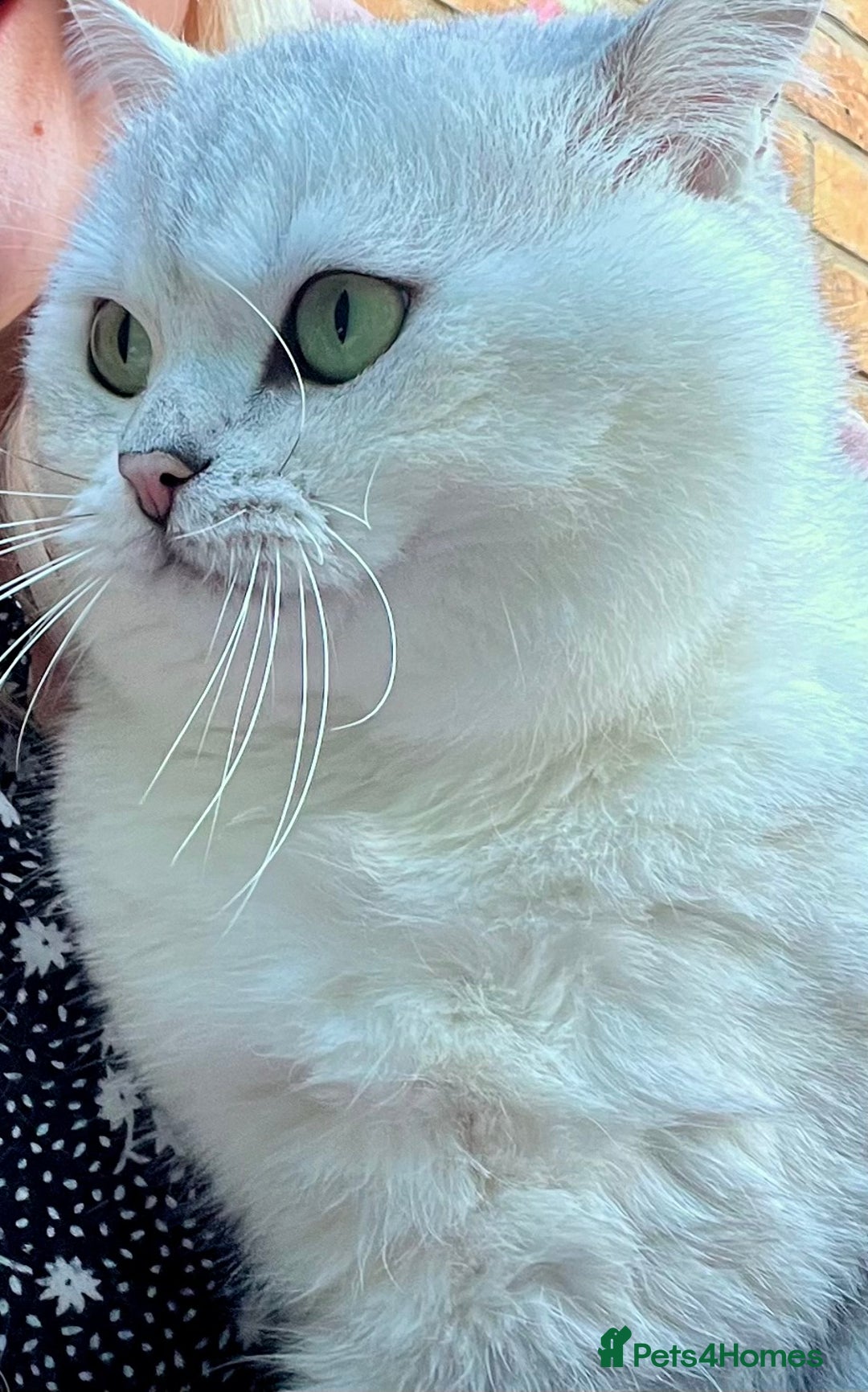 British Shorthair cats for sale: READY NOW ‼️🏆CHAMPIONS Bloodline BSH GCCF. - Image 22