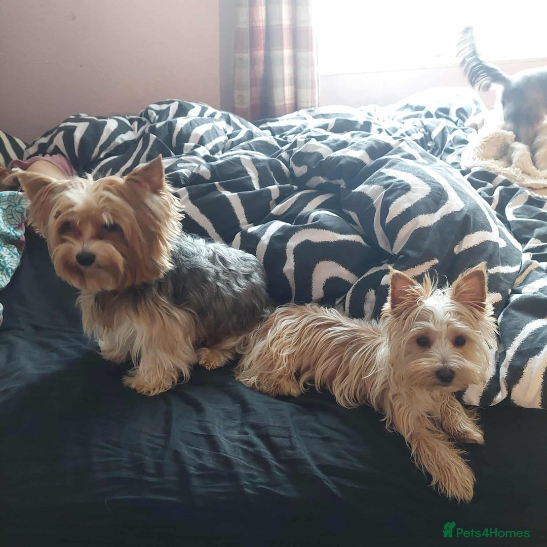 Yorkshire Terrier dogs for stud: Goldust Yorkshire terrier - Image 2