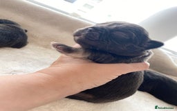 French Bulldog dogs for sale: Beautiful litter off French bulldog puppies  - Image 17