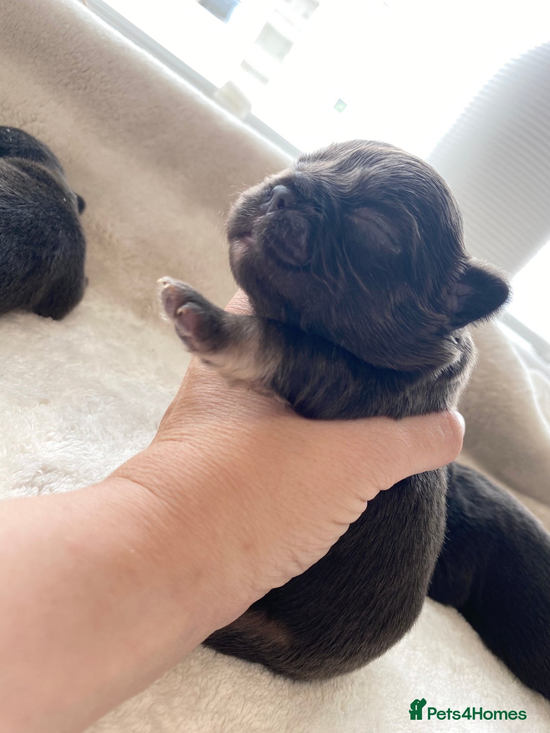 French Bulldog dogs for sale: Beautiful litter off French bulldog puppies  - Image 17