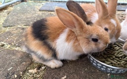 French Lop rabbits for sale: 3 Bunnies - Image 3