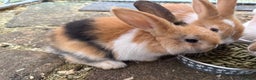 French Lop rabbits for sale: 3 Bunnies - Advert 3