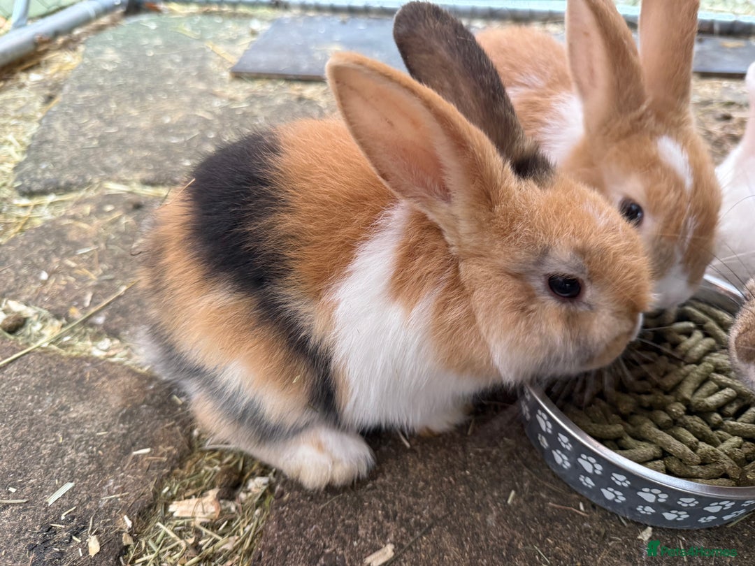 French Lop rabbits for sale: 3 Bunnies - Image 3