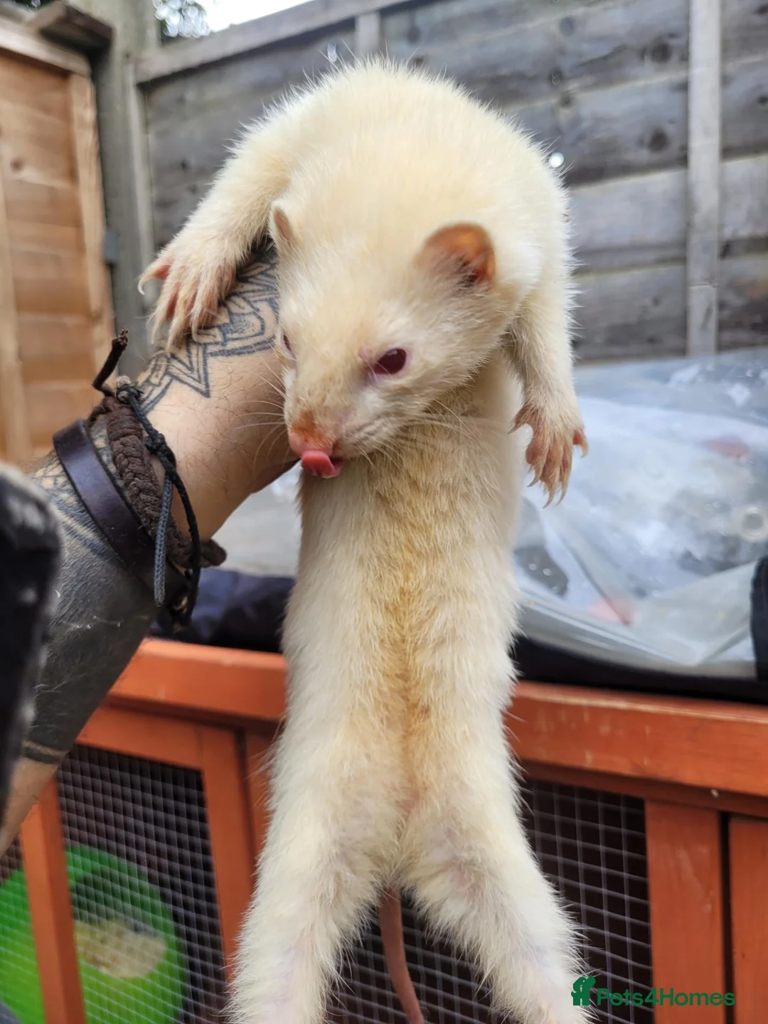 Ferret rodents for sale: Ferrets for sale - Advert 2