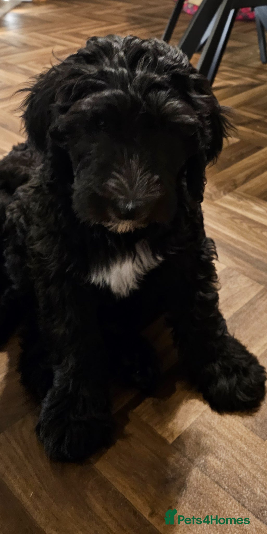 Sheepadoodle dogs Fully Vaccinated ready to go now 23/4/2026 - Advert 2