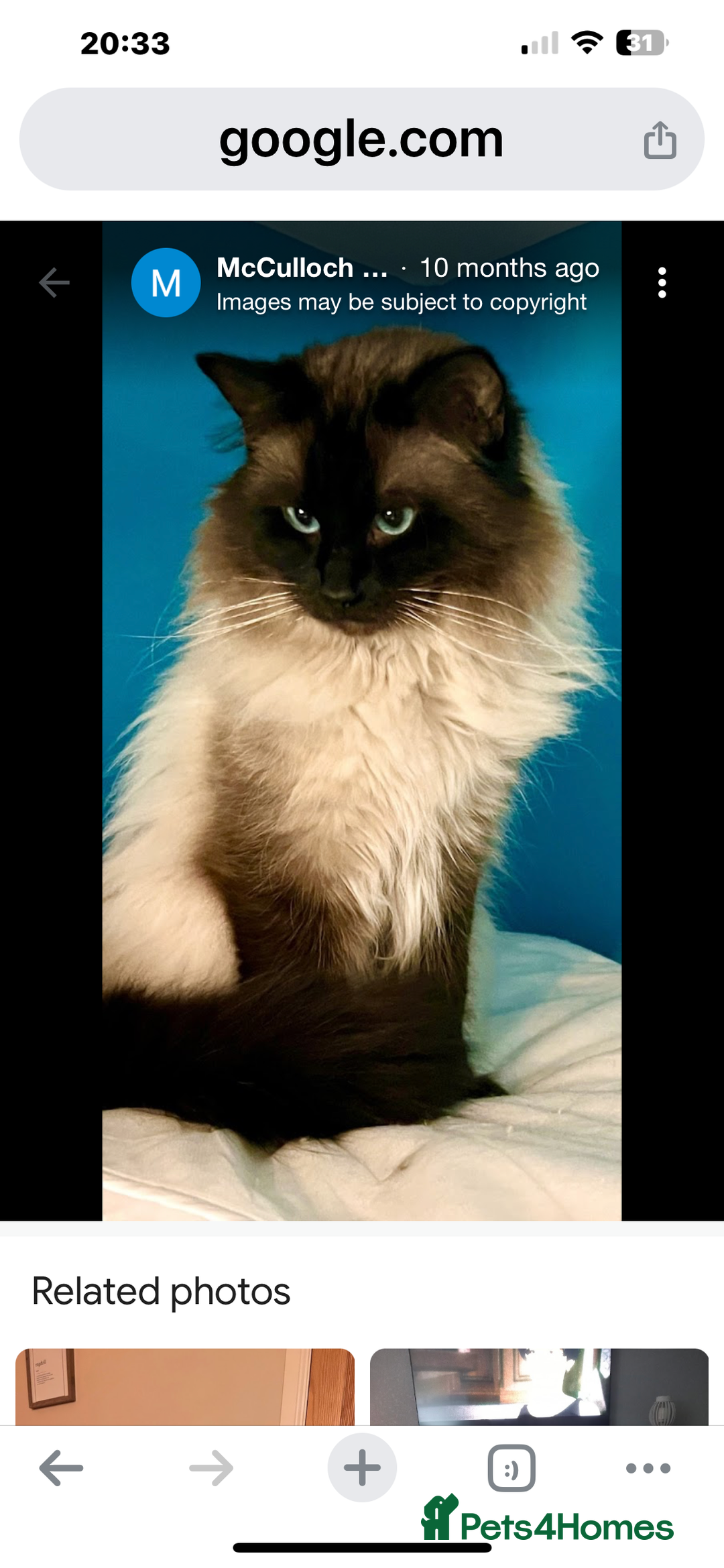 Ragdoll cats for sale: GCCF seal point Ragdoll male 4 yrs old  - Image 4
