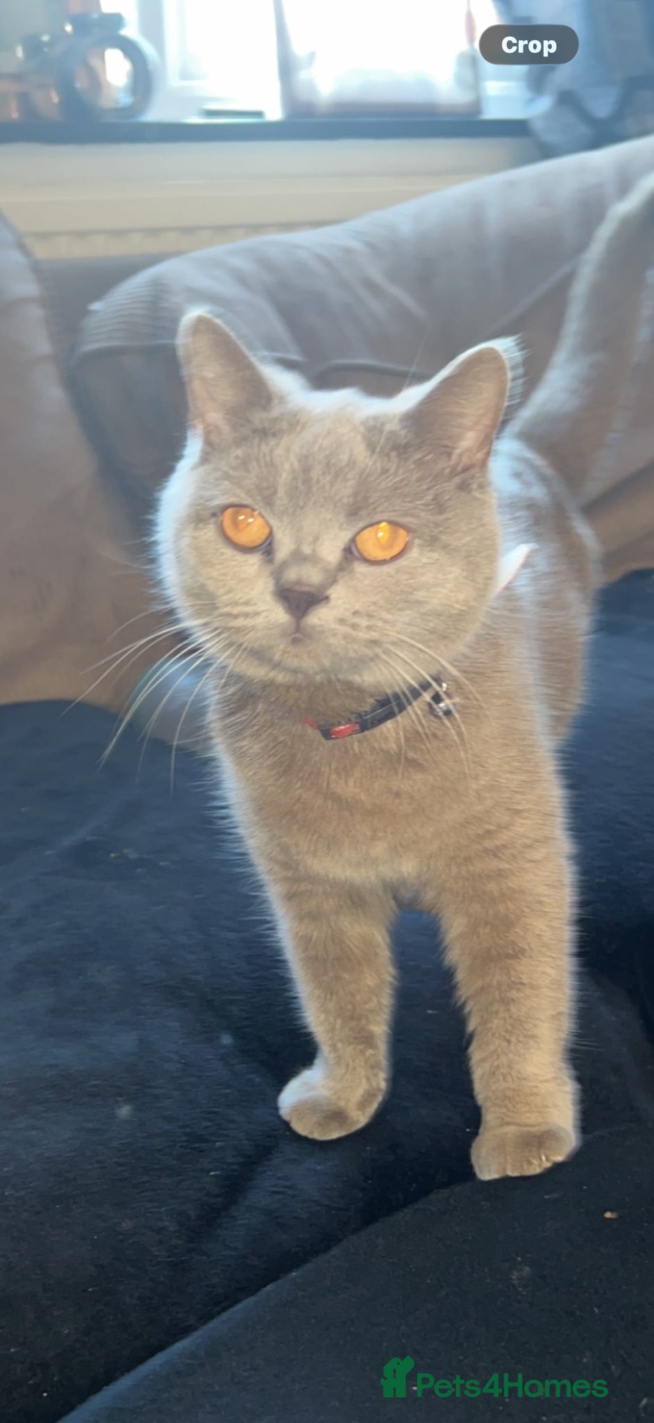 British Shorthair cats for sale: British short hair kittens in Lymm - Advert 6