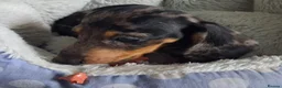 Miniature Dachshund dogs for sale: Stunning Dachshund pups *Ready now* - Advert 30