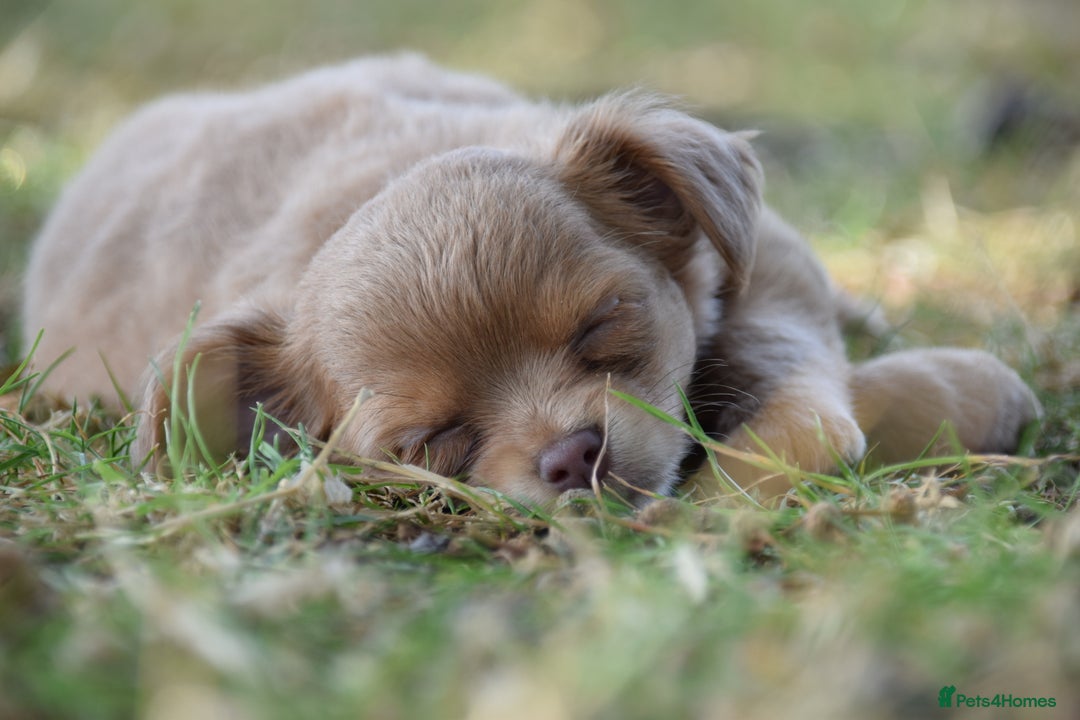 Chihuahua dogs for sale: One of a kind ChiPin Puppies - Image 1