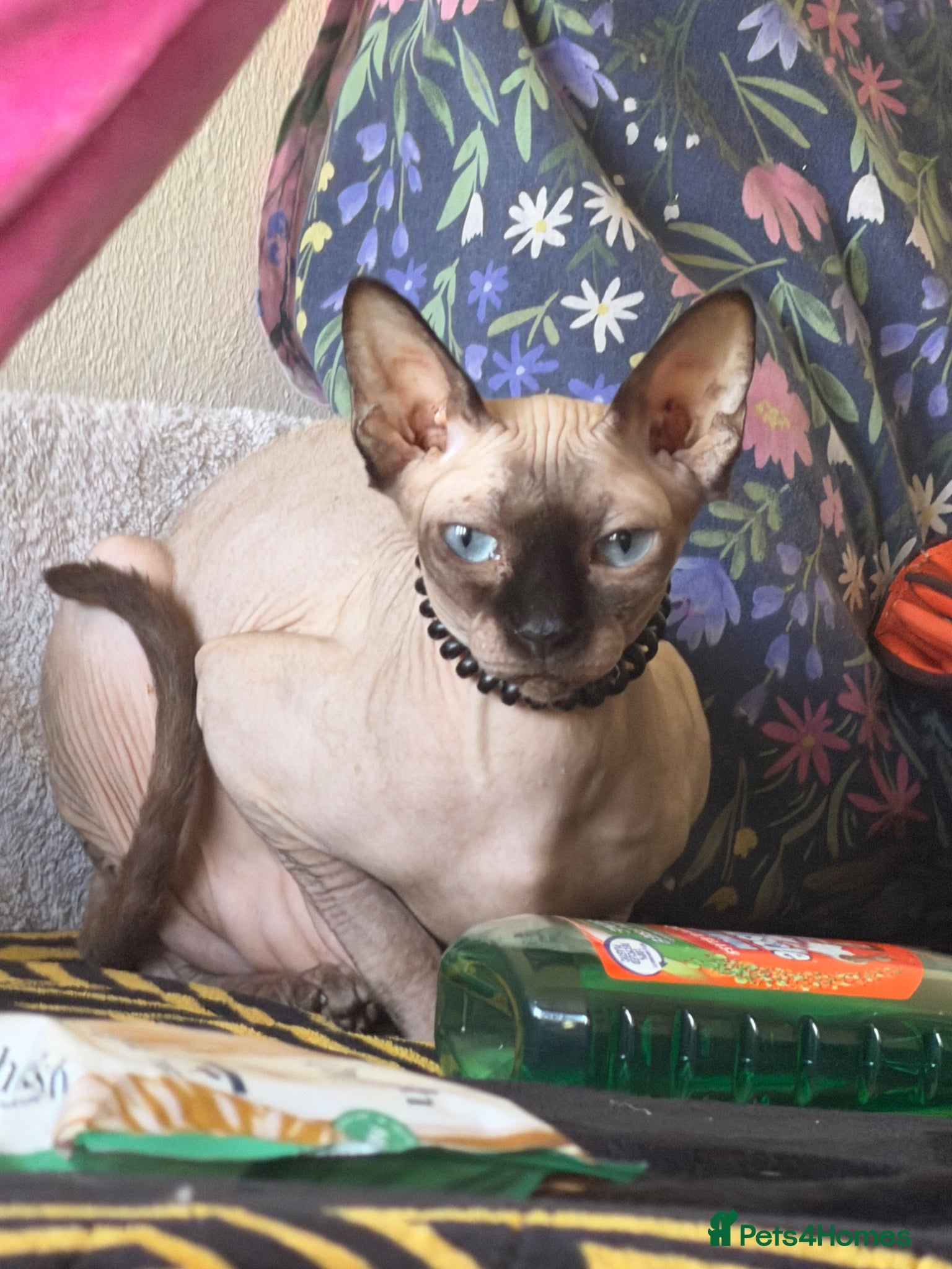 Sphynx cats Sfinx - Advert 2