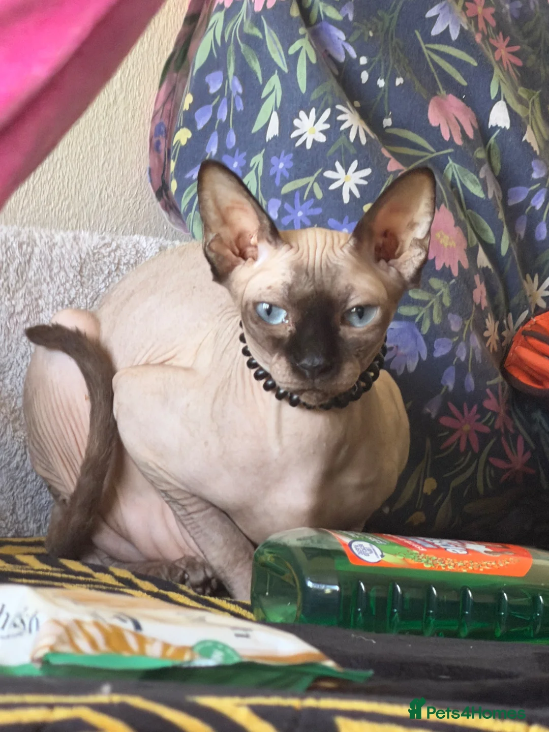 Sphynx cats for sale: Sfinx - Advert 1
