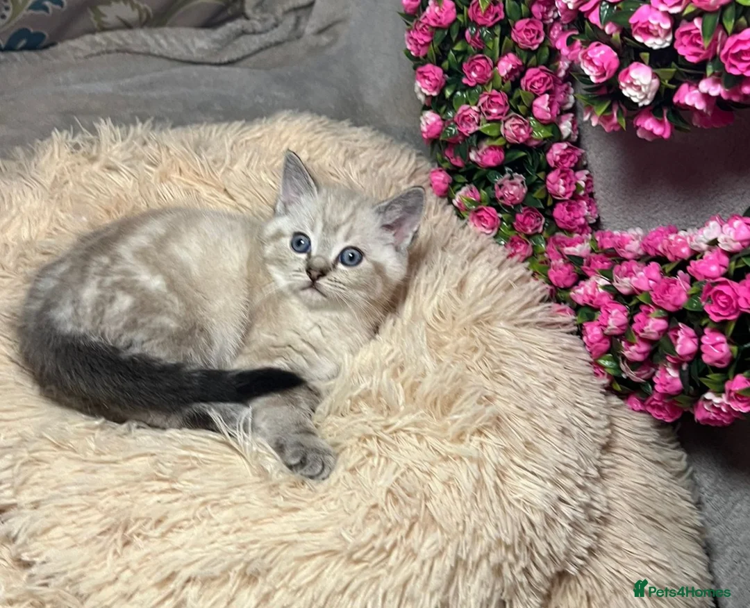 Mixed Breed cats for sale: 6 cute blue-eyed Ragdoll and BSH mix kittens  - Advert 32