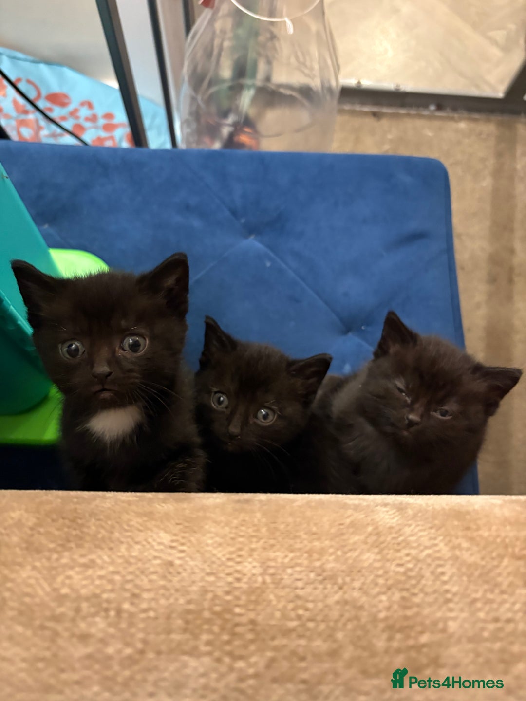 Mixed Breed cats for sale: Black and white kittens  - Advert 4