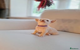 Chihuahua dogs for sale: Chihuahua puppies for sale - Image 5