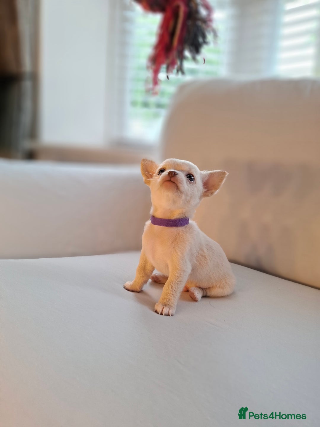Chihuahua dogs for sale: Chihuahua puppies for sale - Image 5
