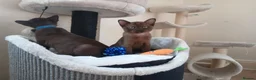 Burmese cats for sale: Stunning Brown Burmese Kittens. GCCF Reg.  - Advert 6