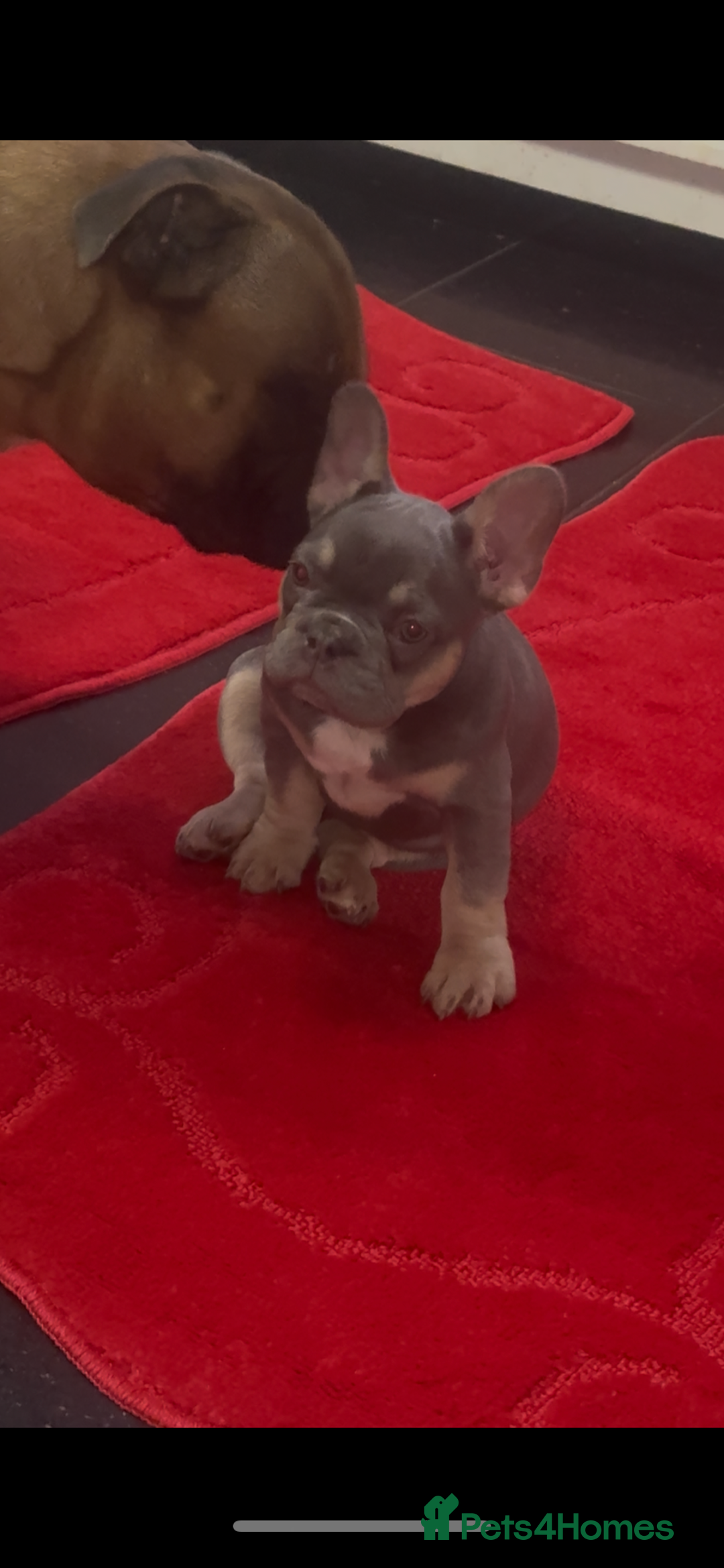 French Bulldog dogs for sale: Last girl left  - Advert 6